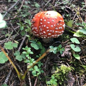 Fly Agaric