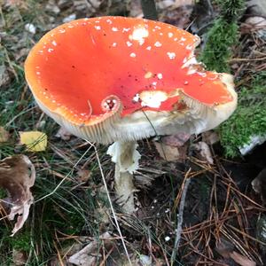 Unknown Species