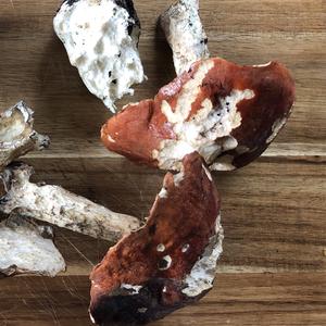 Orange Birch Bolete