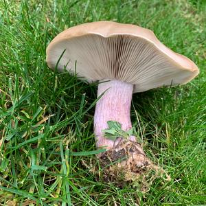 Unknown Species