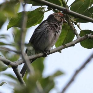 Common Redpoll