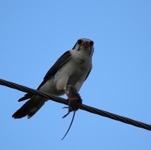American Kestrel
