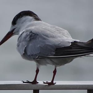 Arctic Tern