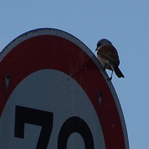 Red-backed Shrike