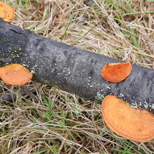 Cinnabar-red Polypore