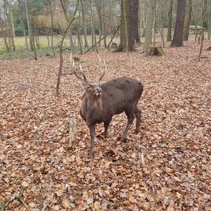 Sika Deer