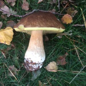 King Bolete