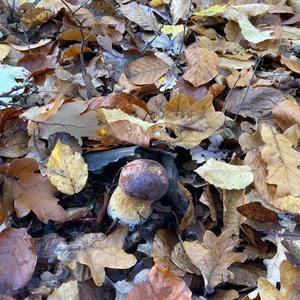 Bay Bolete