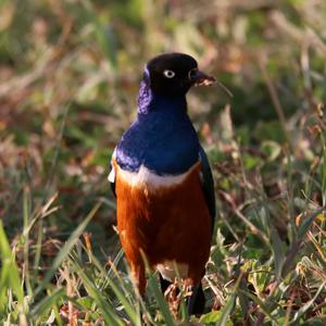 Hildebrandtglanzstar