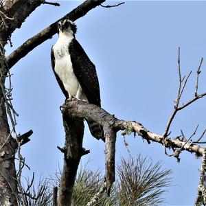 Osprey