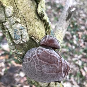 Unknown Species