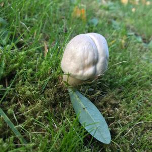 Unknown Species