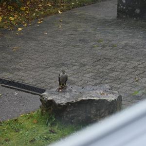 Eurasian Sparrowhawk