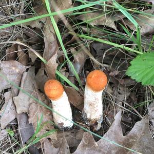 Orange Birch Bolete
