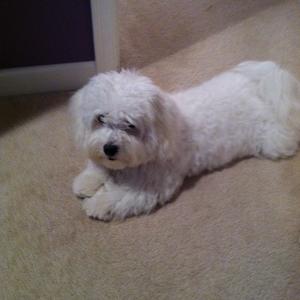 Coton de Tulear