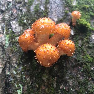 Golden Pholiota