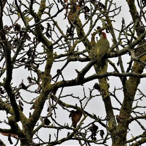 Eurasian Green Woodpecker