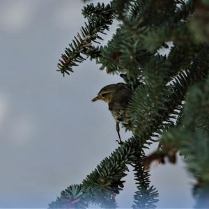 Willow Warbler