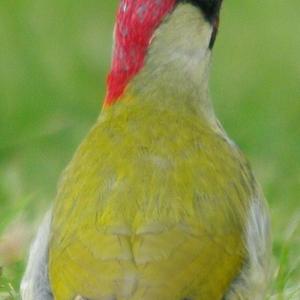 Eurasian Green Woodpecker