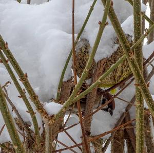 House Sparrow