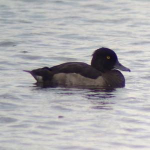 Tufted Duck