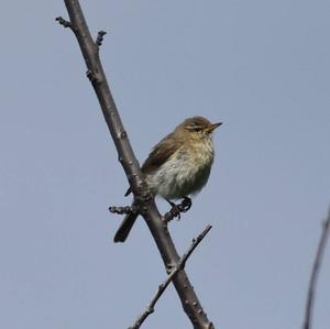 Willow Warbler