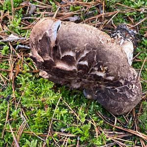 Habichtpilz