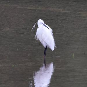 Little Egret