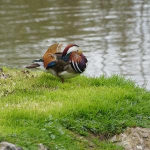 Mandarin Duck