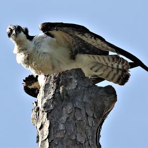 Osprey