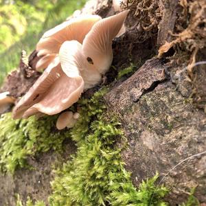 Oyster Mushroom
