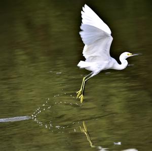Little Egret
