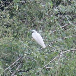 Little Egret