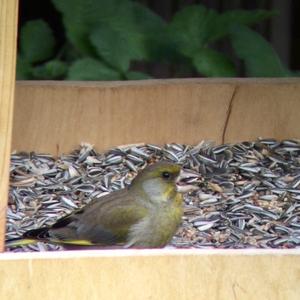 European Greenfinch
