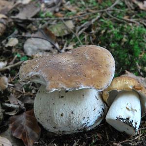 King Bolete