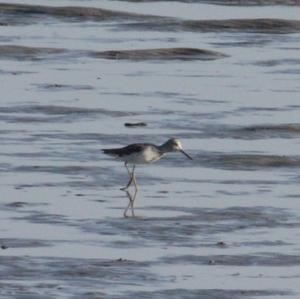 Common Greenshank
