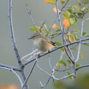 Willow Warbler