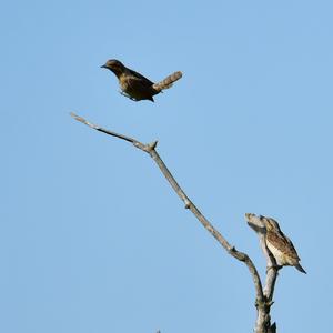 Eurasian Wryneck