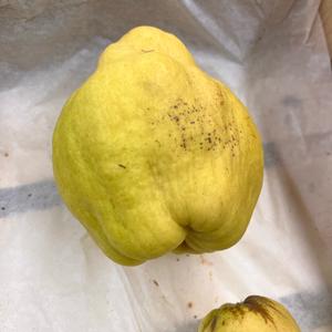 Unknown Species