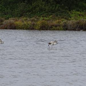 Greater Flamingo