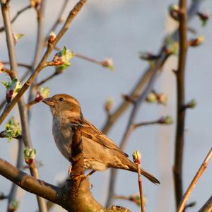 House Sparrow