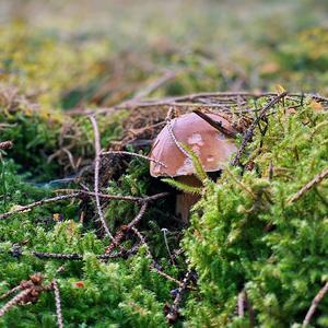 King Bolete