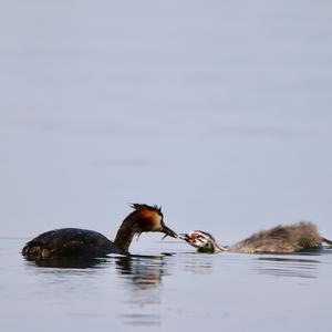 Great Crested Grebe