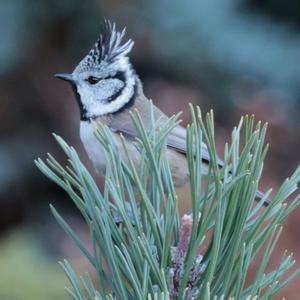 Crested Tit