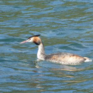 Great Crested Grebe