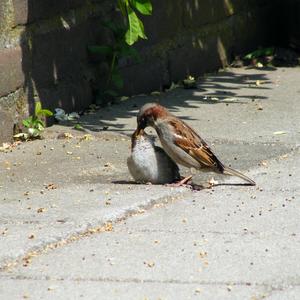 Haussperling