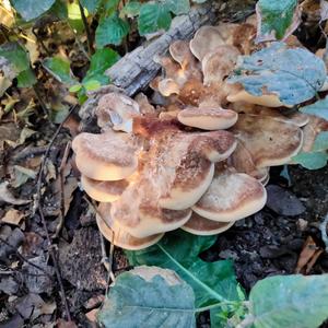 Black-staining Polypore