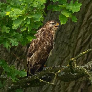Common Buzzard