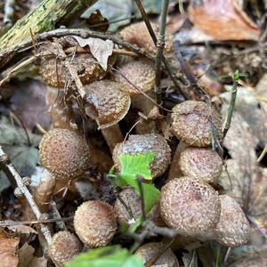 Honey Mushroom