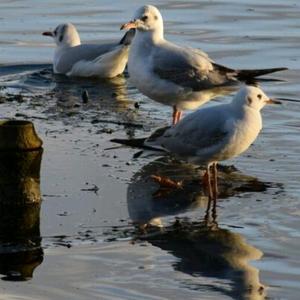Lachmöwe
